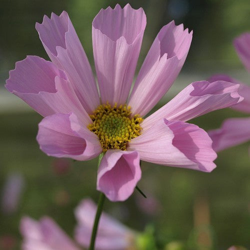 Cosmos bipinnatus 'Hummingbird Pink'