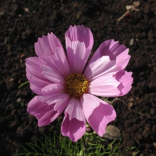 Cosmos bipinnatus 'Hummingbird Pink'