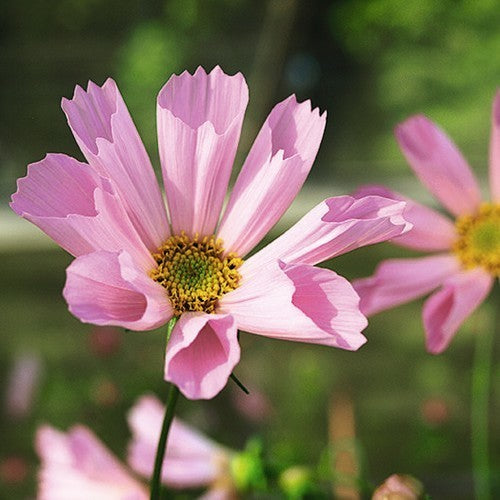 Cosmos bipinnatus 'Hummingbird Pink'