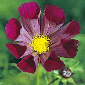 Cosmos bipinnatus 'Pied Piper' / 'Seashells Red'