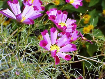 Cosmos bipinnatus 'Pied Piper' / 'Seashells Red'