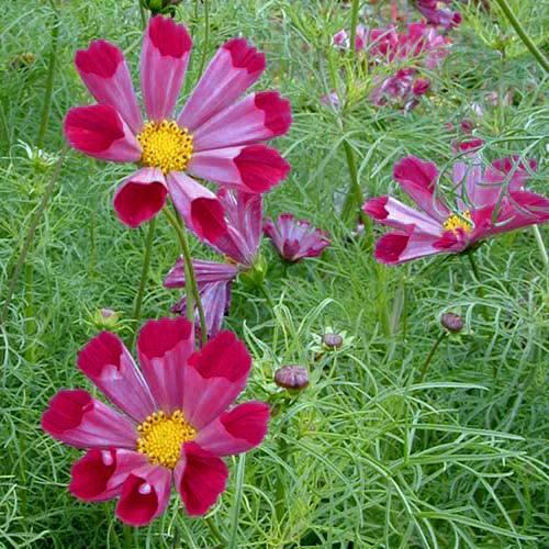 Cosmos bipinnatus 'Pied Piper' / 'Seashells Red'