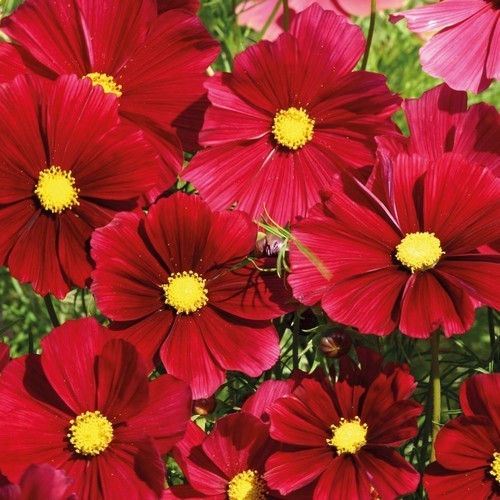 Cosmos bipinnatus 'Red Gazebo' / 'Rubenza'