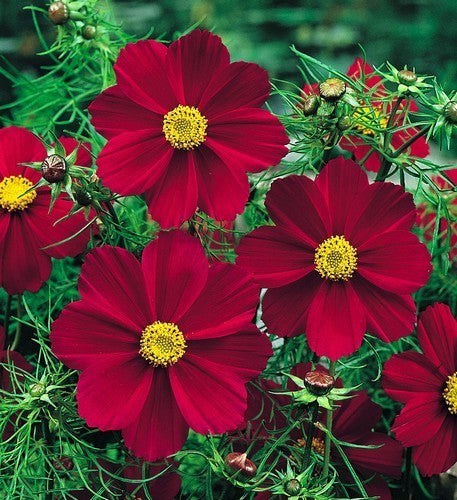 Cosmos bipinnatus 'Rubin'