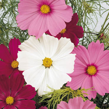Cosmos bipinnatus 'Sensation'