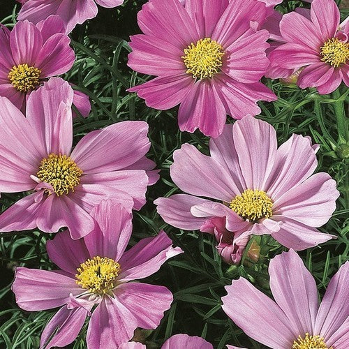 Cosmos bipinnatus 'Sensation Pinkie'