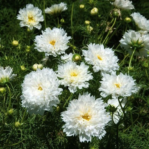 Cosmos bipinnatus 'Snow Puf'