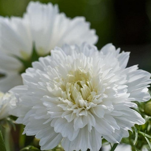 Cosmos bipinnatus 'Snow Puf'
