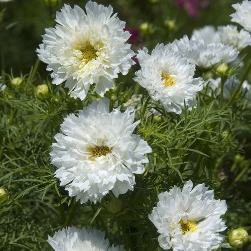 Cosmos bipinnatus 'Snow Puf'