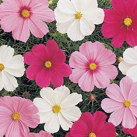 Cosmos bipinnatus 'Sonata Mixed' / 'Vega Mixture'