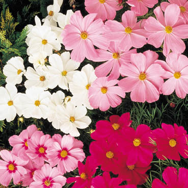 Cosmos bipinnatus 'Sonata Mixed' / 'Vega Mixture'