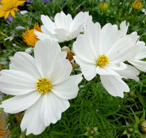 Cosmos bipinnatus 'Sonata White' / 'Vega White'
