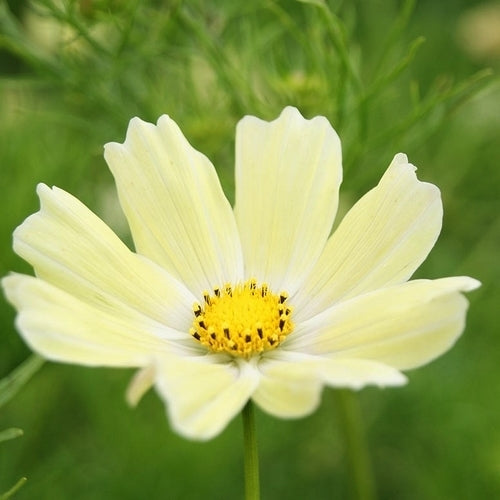 Cosmos bipinnatus 'Sunset Yellow'