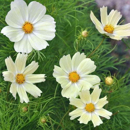 Cosmos bipinnatus 'Sunset Yellow'