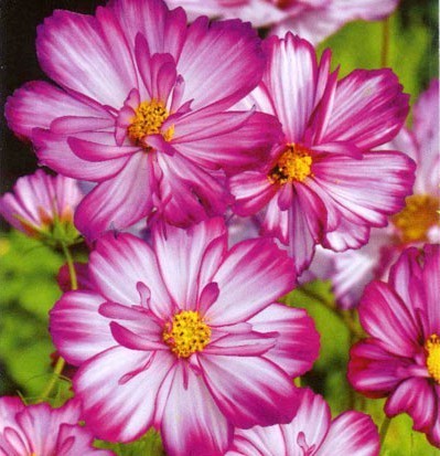 Cosmos bipinnatus 'Sweet Kisses'