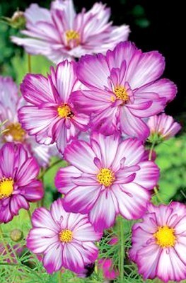 Cosmos bipinnatus 'Sweet Kisses'