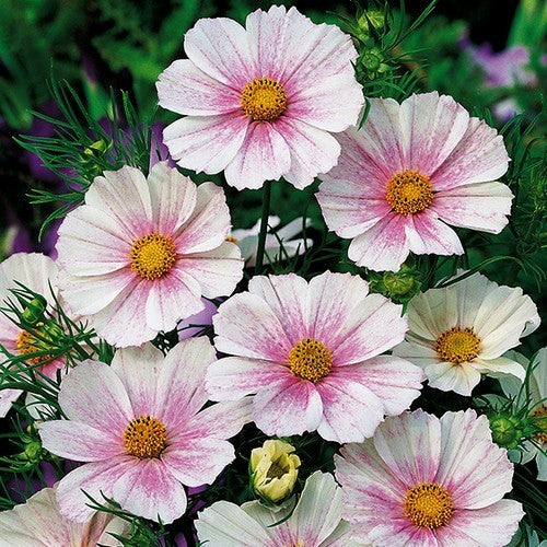 Cosmos bipinnatus 'Tetra Flush'