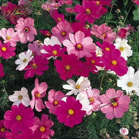 Cosmos bipinnatus 'Tetra Versailles Mixed'