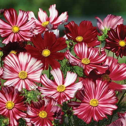 Cosmos bipinnatus 'Velouette'