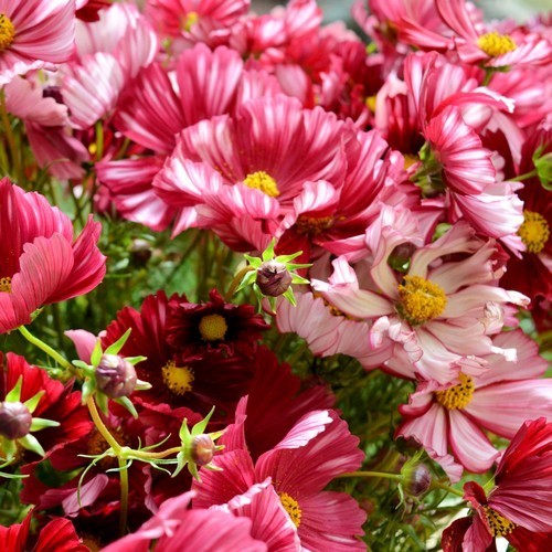 Cosmos bipinnatus 'Velouette'
