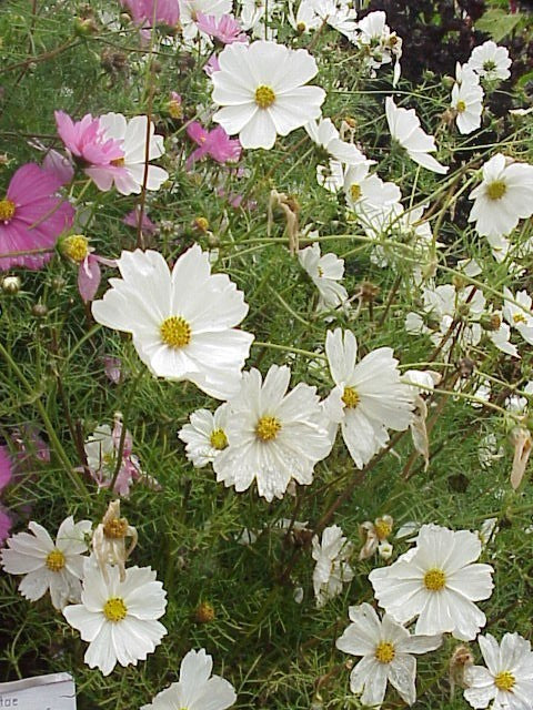 Cosmos bipinnatus 'Gazebo White'