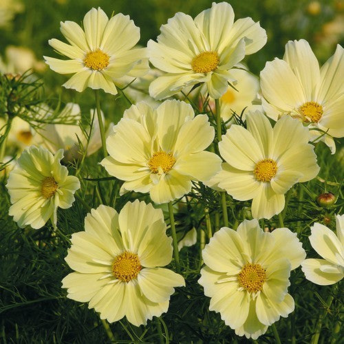 Cosmos bipinnatus 'Xanthos'