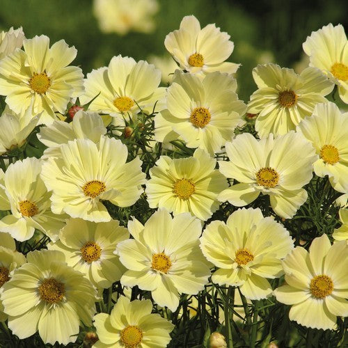 Cosmos bipinnatus 'Xanthos'