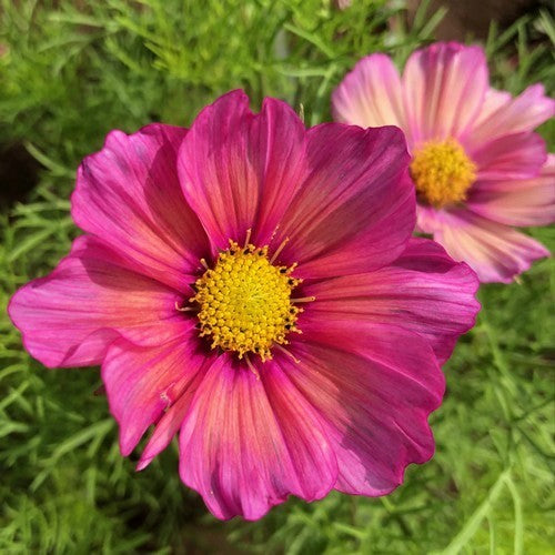 Cosmos bipinnatus 'Xsenia'