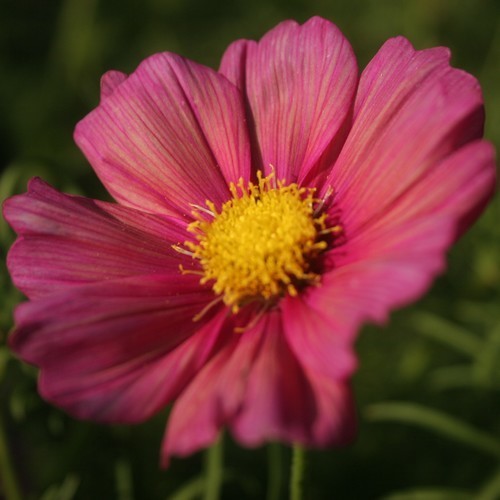 Cosmos bipinnatus 'Xsenia'