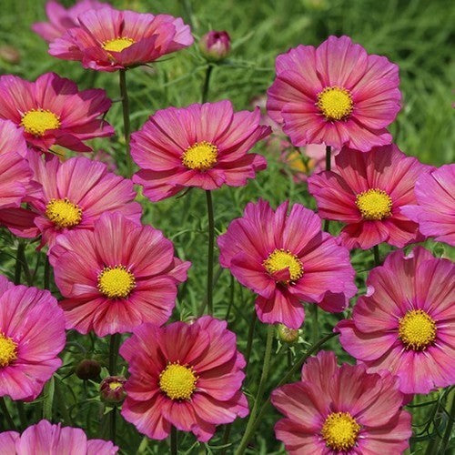 Cosmos bipinnatus 'Xsenia'