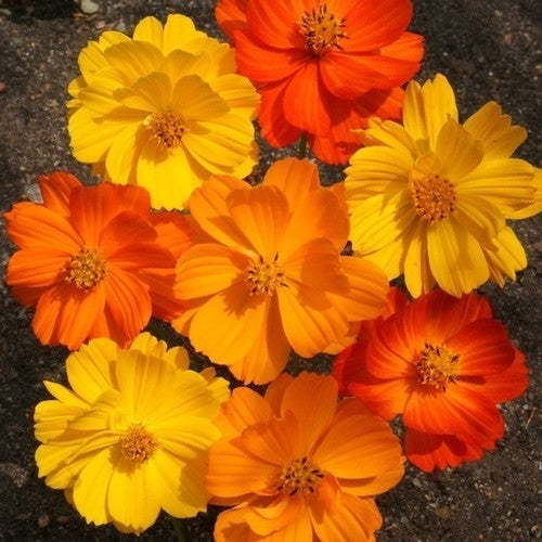 Cosmos sulphureus 'Fireworks Mixed' / 'Bright Lights' / 'Klo'