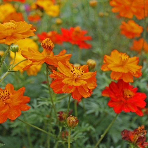 Cosmos sulphureus 'Fireworks Mixed' / 'Bright Lights' / 'Klo'