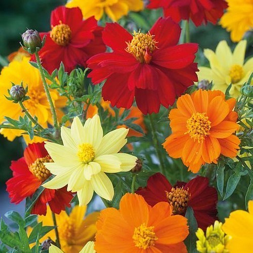Cosmos sulphureus 'Ladybird Mixed' / 'Carpet Formula Mixture'