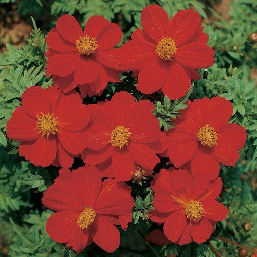 Cosmos sulphureus 'Ladybird Scarlet' / 'Carpet Red'