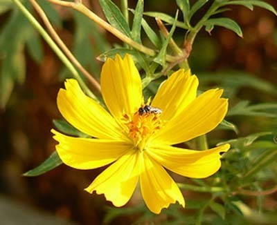 Cosmos sulphureus 'Lemon Twist' / 'Carpet Lemon'