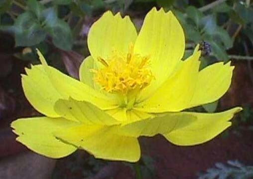 Cosmos sulphureus 'Lemon Twist' / 'Carpet Lemon'