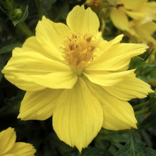 Cosmos sulphureus 'Sunny Lemon' / 'Crest Lemon'