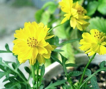 Cosmos sulphureus 'Sunny Lemon' / 'Crest Lemon'