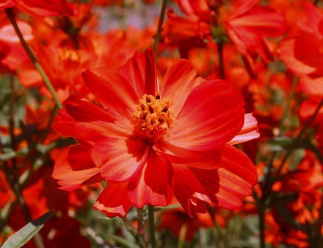 Cosmos sulphureus 'Sunny Red' / 'Crest Red'