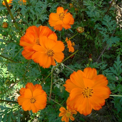 Cosmos sulphureus 'Sunset' / 'Crest Orange'