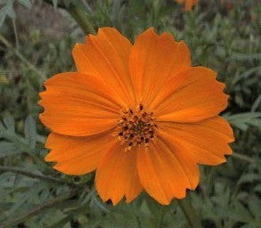 Cosmos sulphureus 'Sunset' / 'Crest Orange'