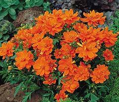 Cosmos sulphureus 'Sunset' / 'Crest Orange'