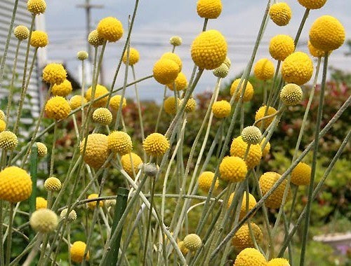Craspedia globosa 'Billy Buttons'