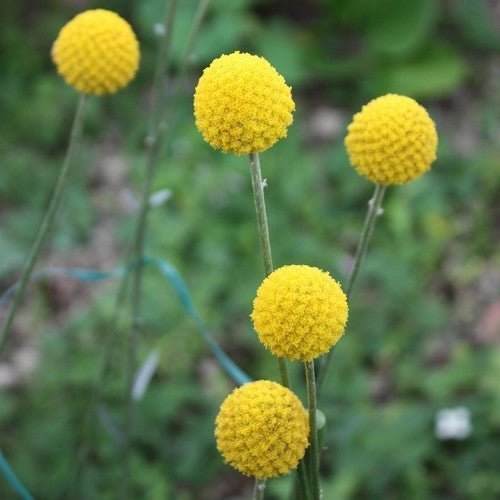 Craspedia globosa 'Billy Buttons'