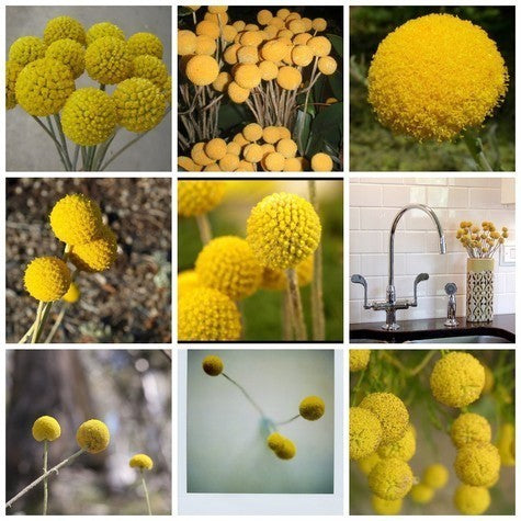 Craspedia globosa 'Billy Buttons'