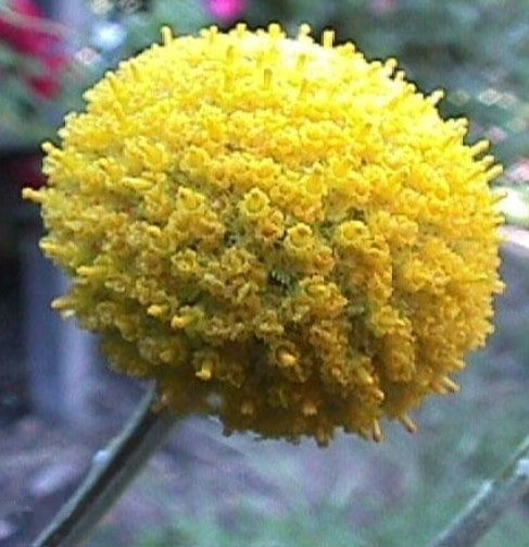 Craspedia globosa 'Billy Buttons'