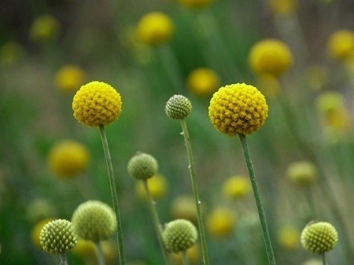 Craspedia globosa 'Billy Buttons'
