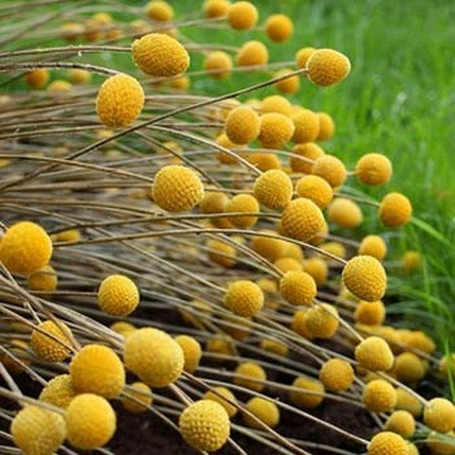 Craspedia globosa 'Billy Buttons'
