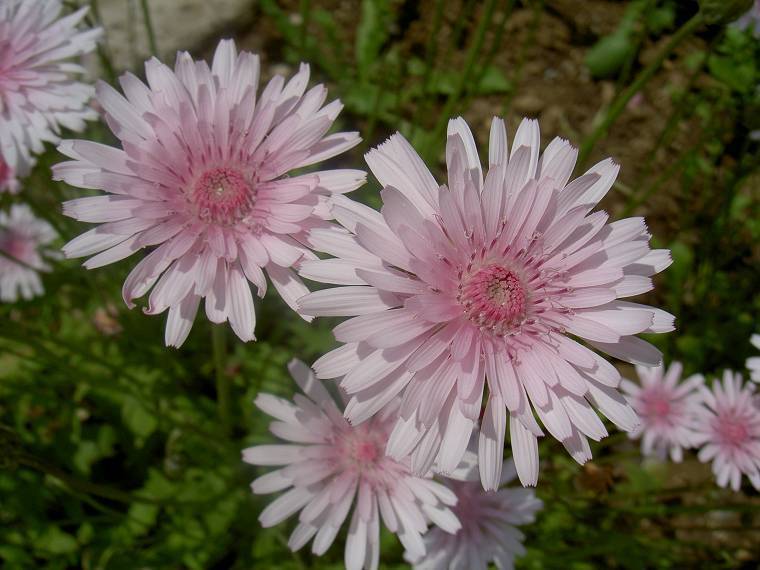 Crepis rubra 'Rosea'