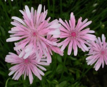 Crepis rubra 'Rosea'